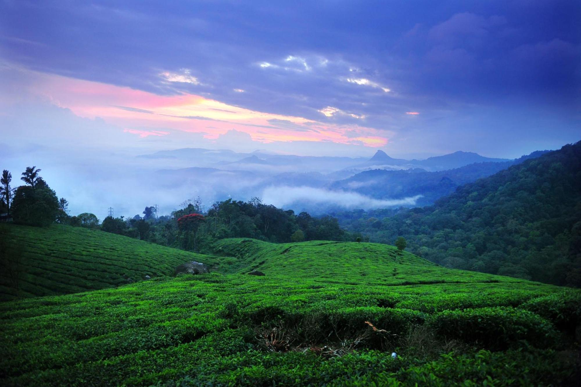 Violet Woods Hotell Munnar Eksteriør bilde